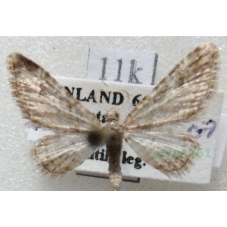 Gymnoscelis rufifasciata (Haworth, 1809) Grotniczek rudopasek Finland11k